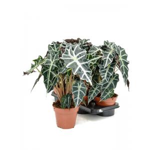 Afbeelding Alocasia polly XS kamerplant door Tuinexpress.nl